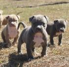 American Pitbull Terrier Blue-Line Welpen